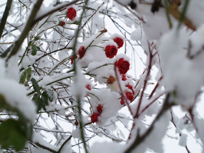 Rosen im Schnee