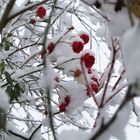 Rosen im Schnee