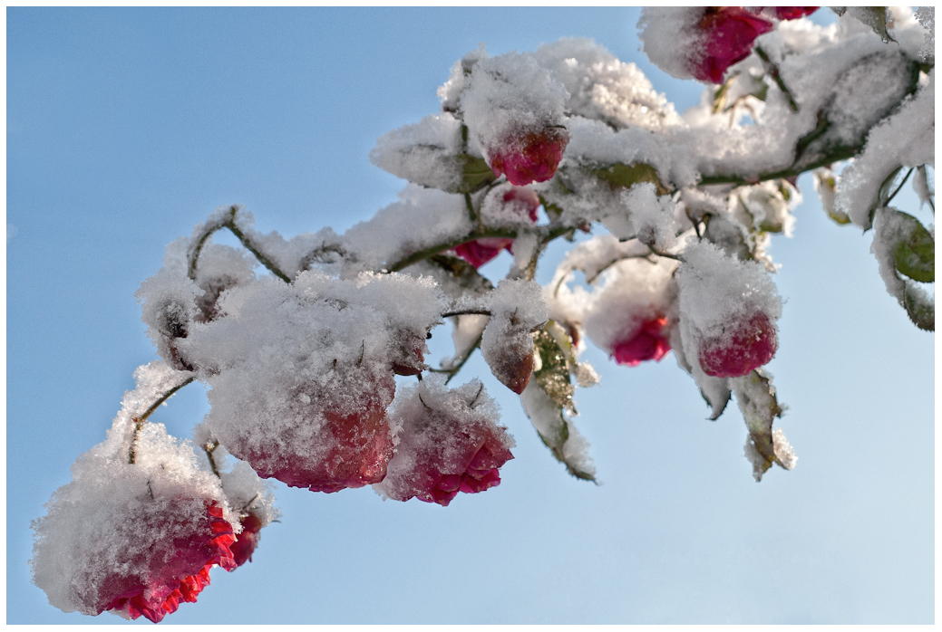 Rosen im Schneemantel