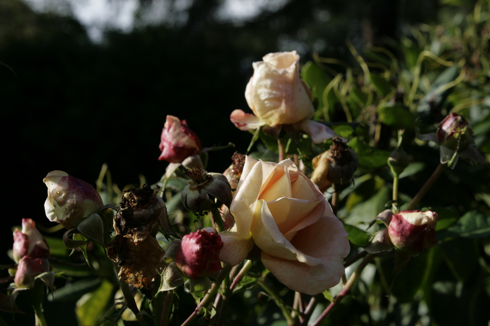 Rosen im September