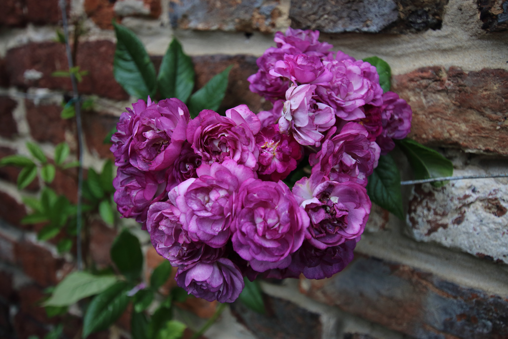 Rosen im Sissighurs Castle Garden