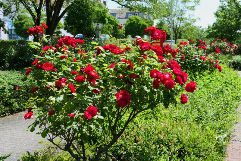 Rosen im Sommer 2021 IV Foto & Bild pflanzen, pilze & flechten