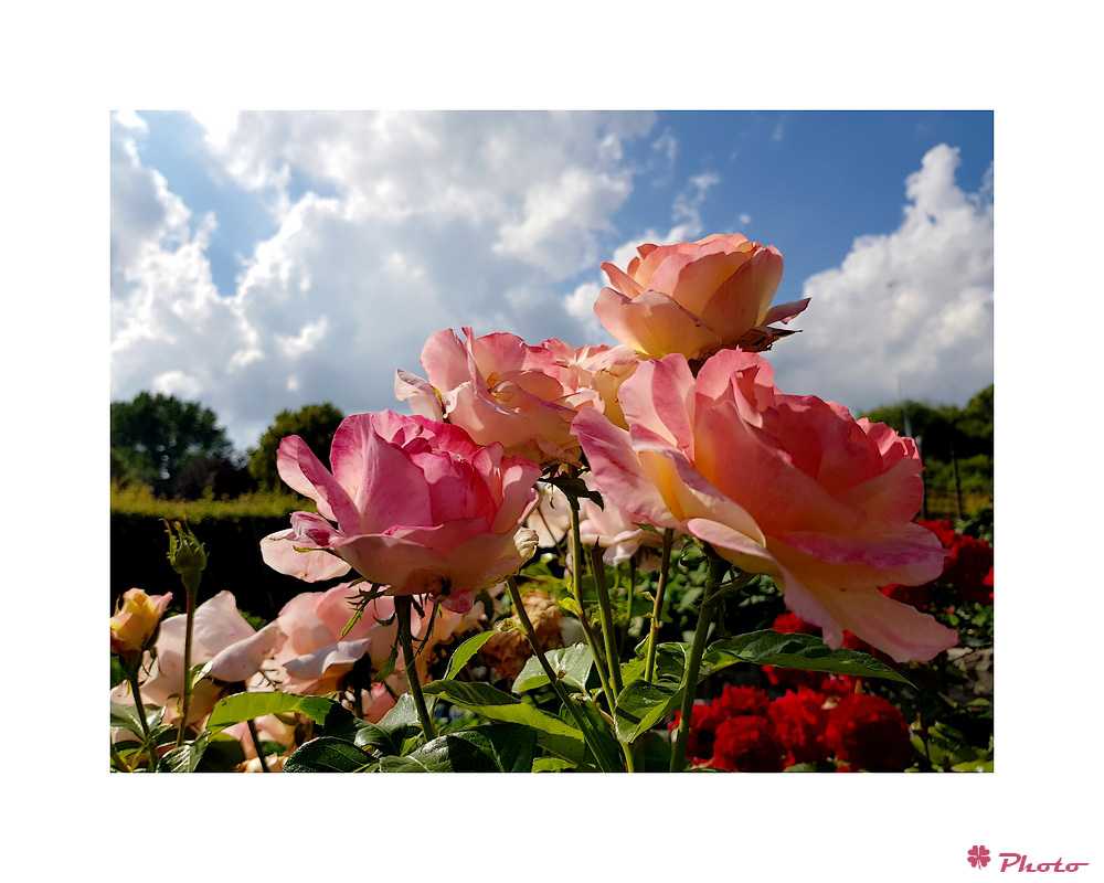 Rosen im Sommer