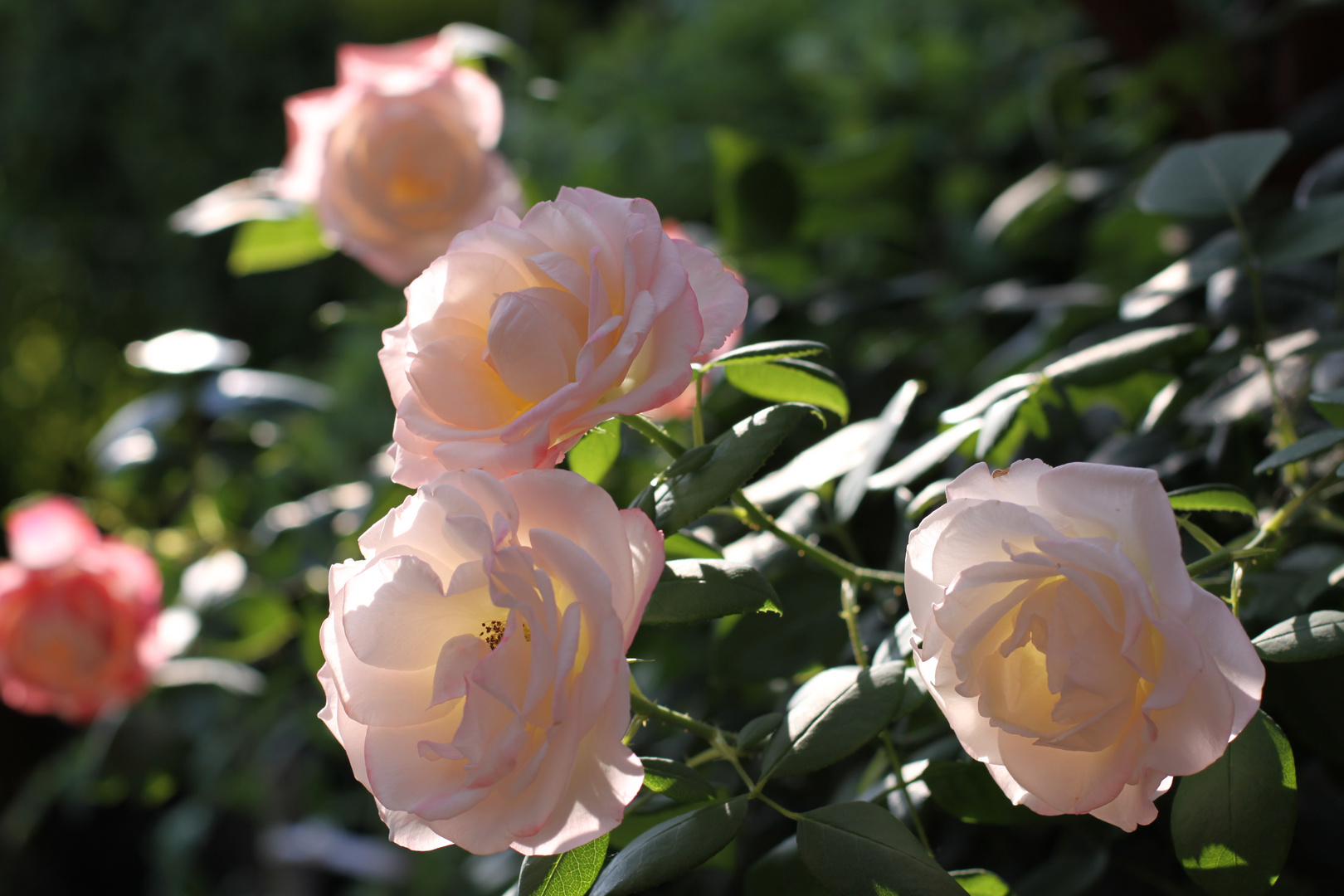 Rosen im Sommerlicht