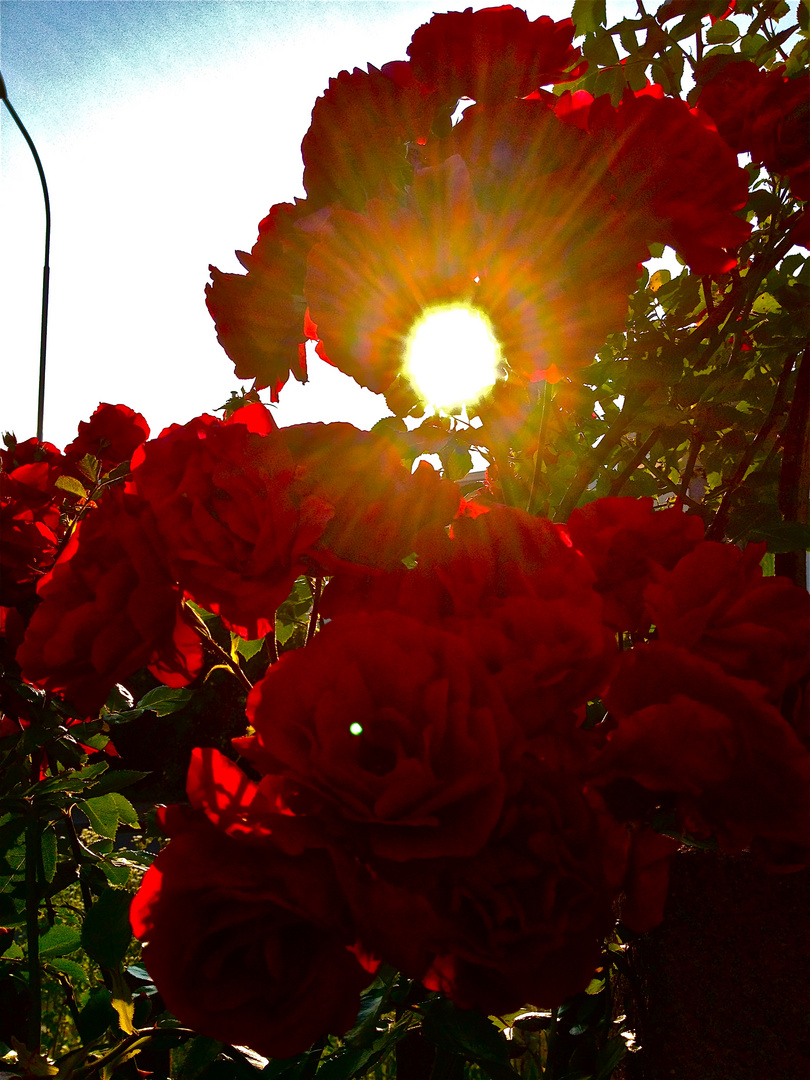 Rosen im Sonnenlicht