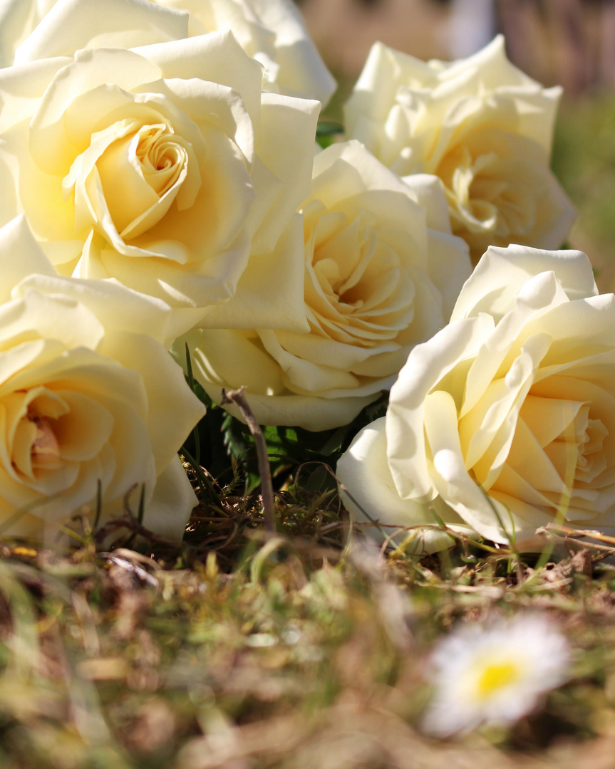 Rosen im Sonnenschein