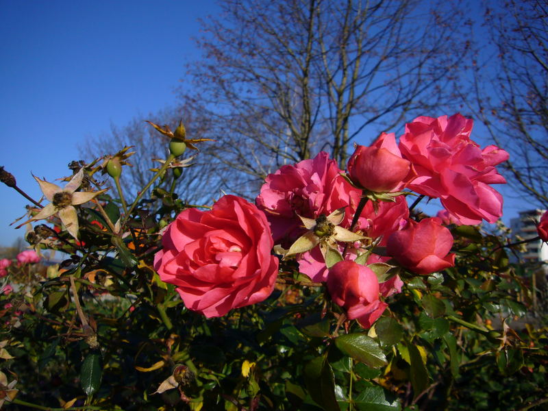 Rosen im Spätherbst