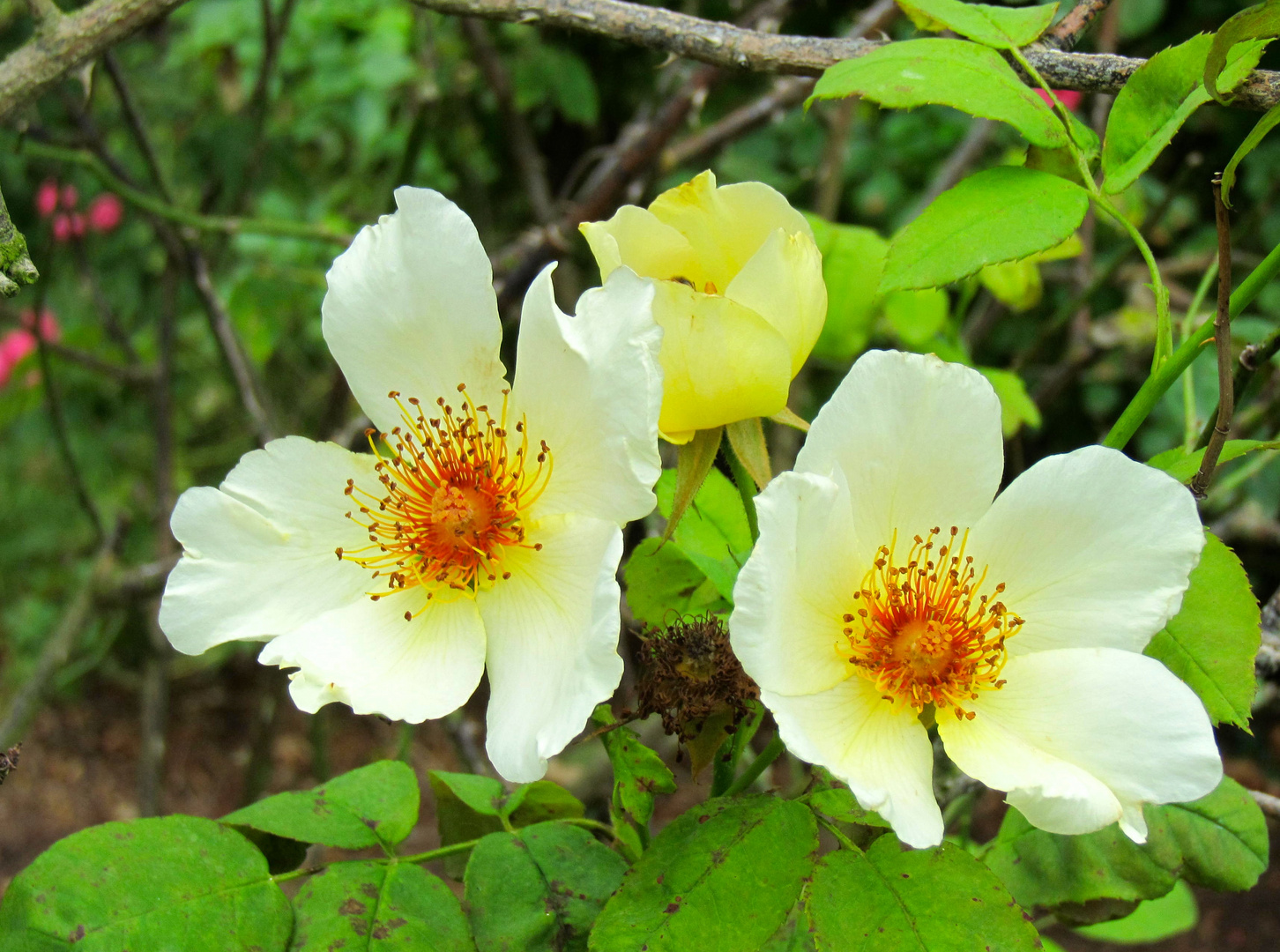 Rosen im Spätsommer