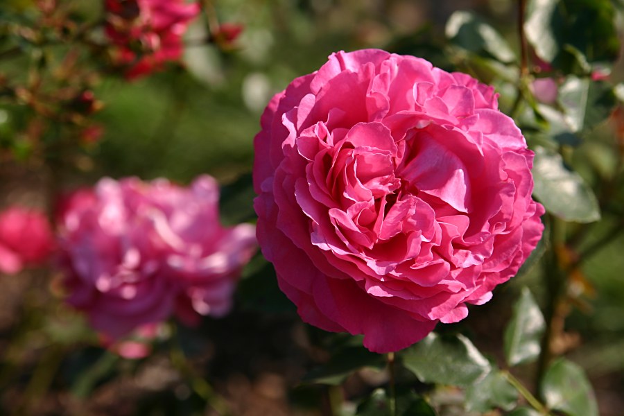 Rosen im Spätsommer