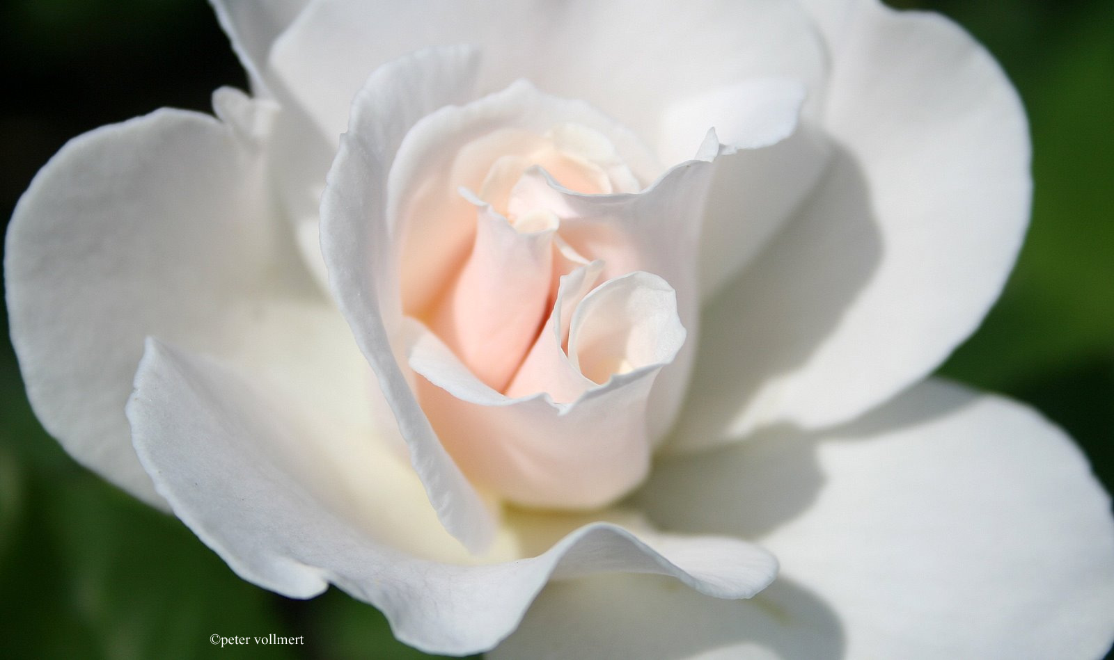 Rosen im Stadtpark 