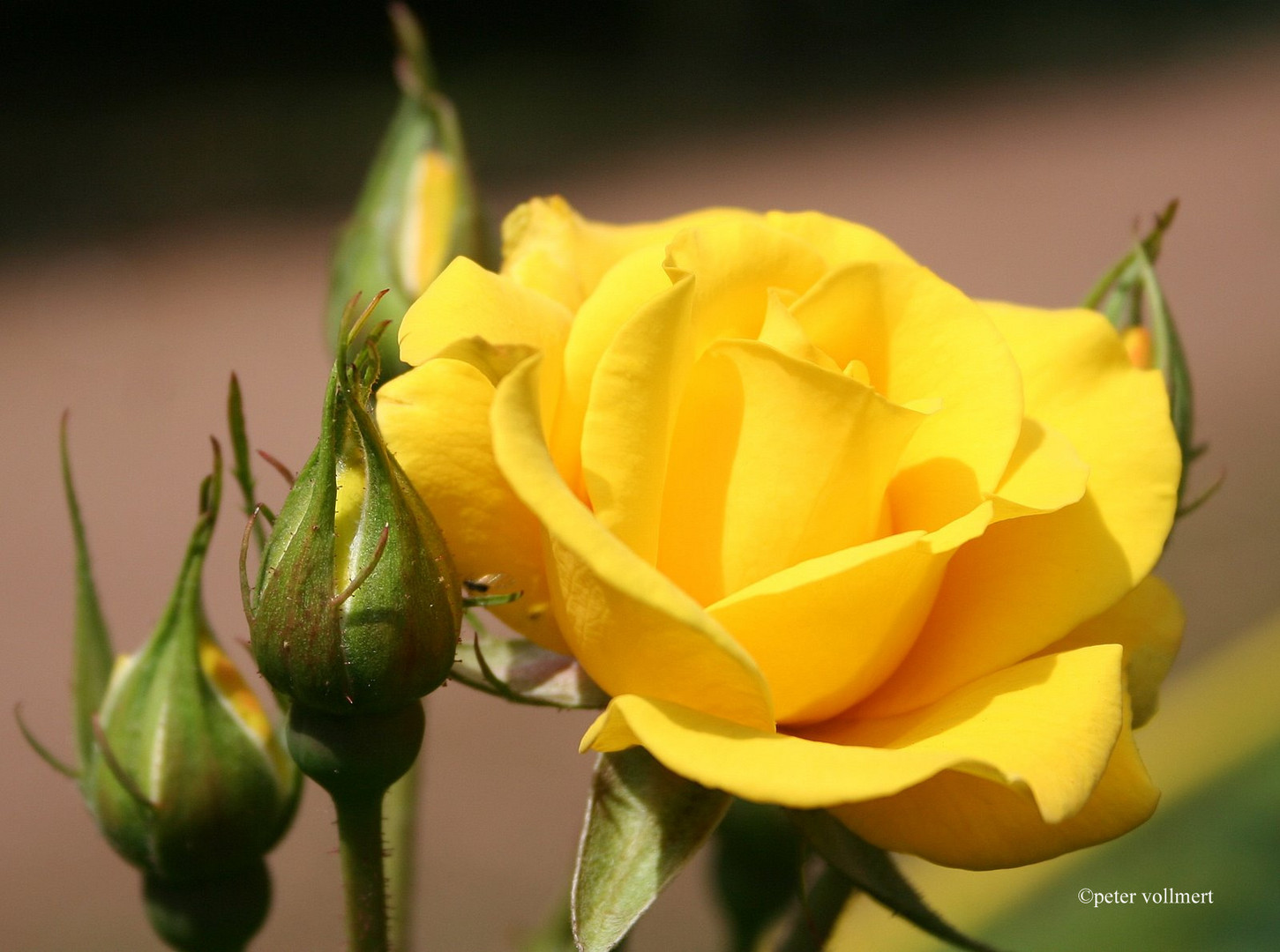 Rosen im Stadtpark 