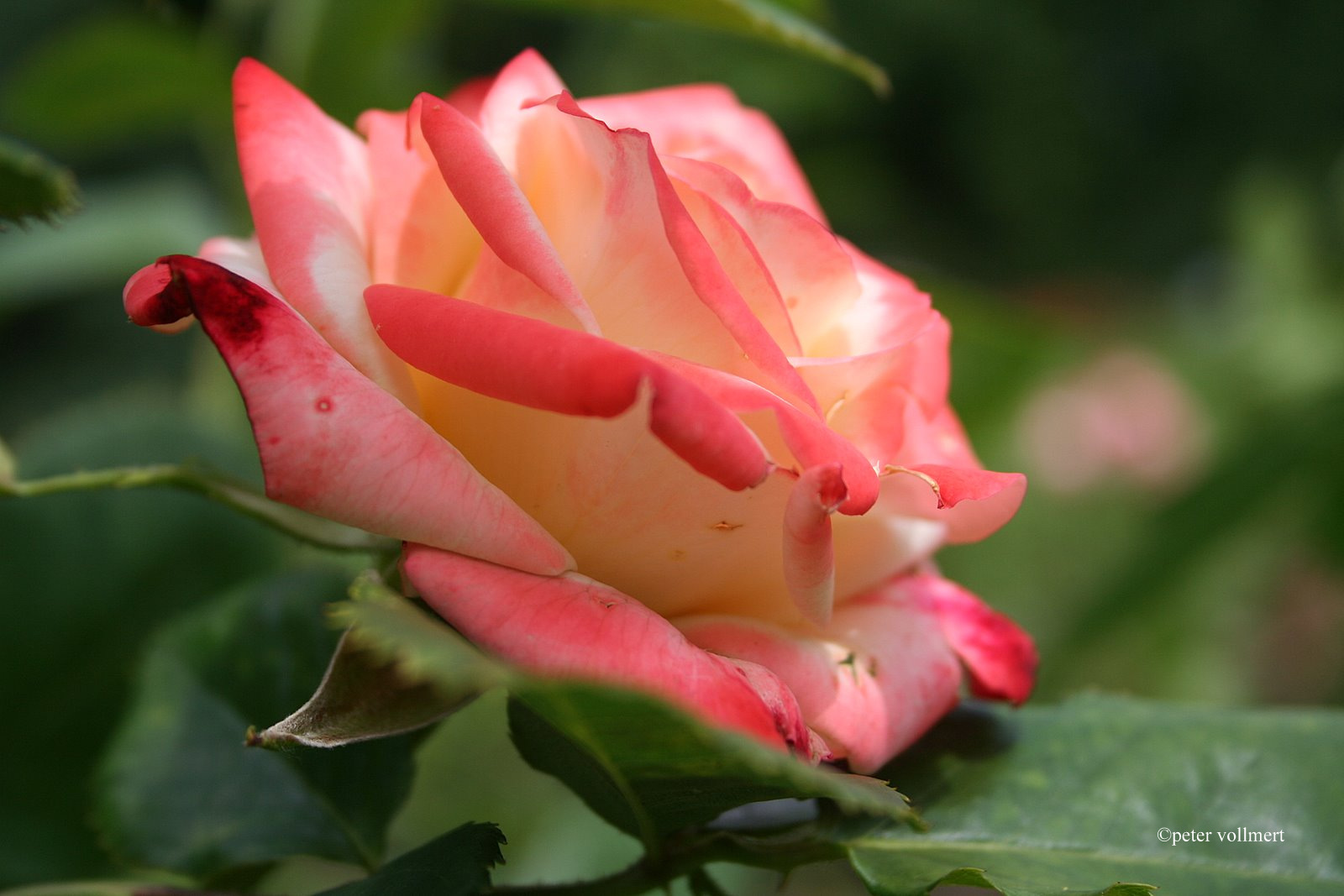 Rosen im Stadtpark 