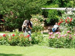 Rosen im Stadtpark