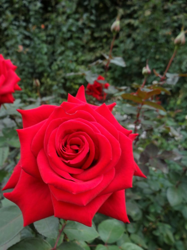 Rosen im Stadtpark Wien (2)