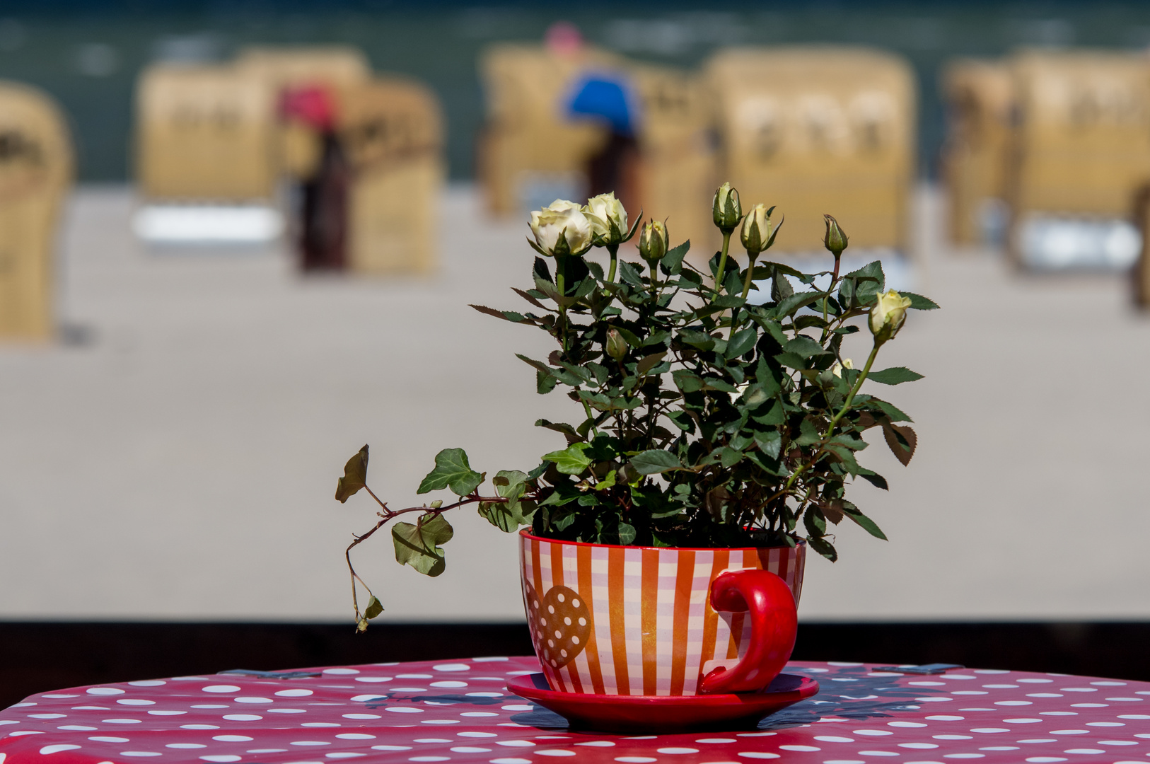 Rosen im Strandkaffee