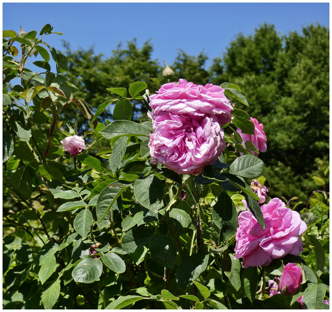 Rosen im Südpark