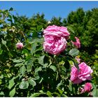 Rosen im Südpark