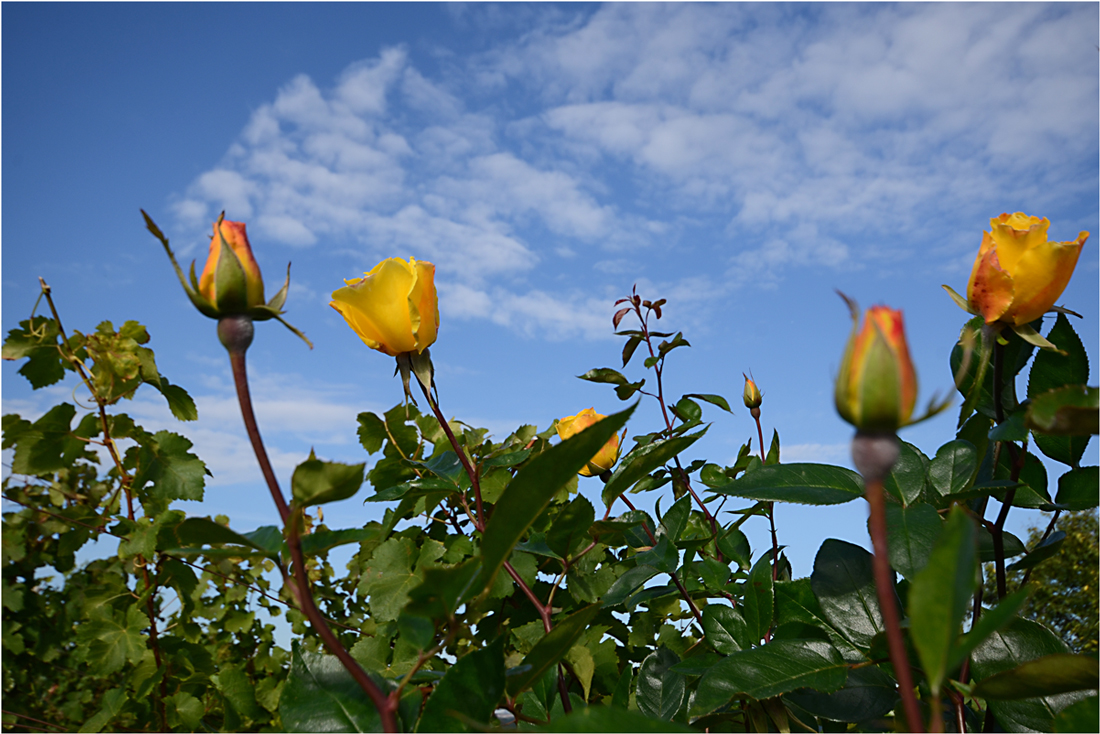 Rosen im Weinberg