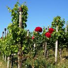 Rosen im Weinberg