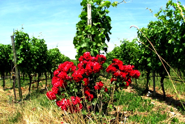 Rosen im Weinberg