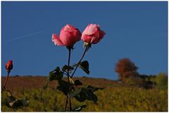 Rosen im Weinberg