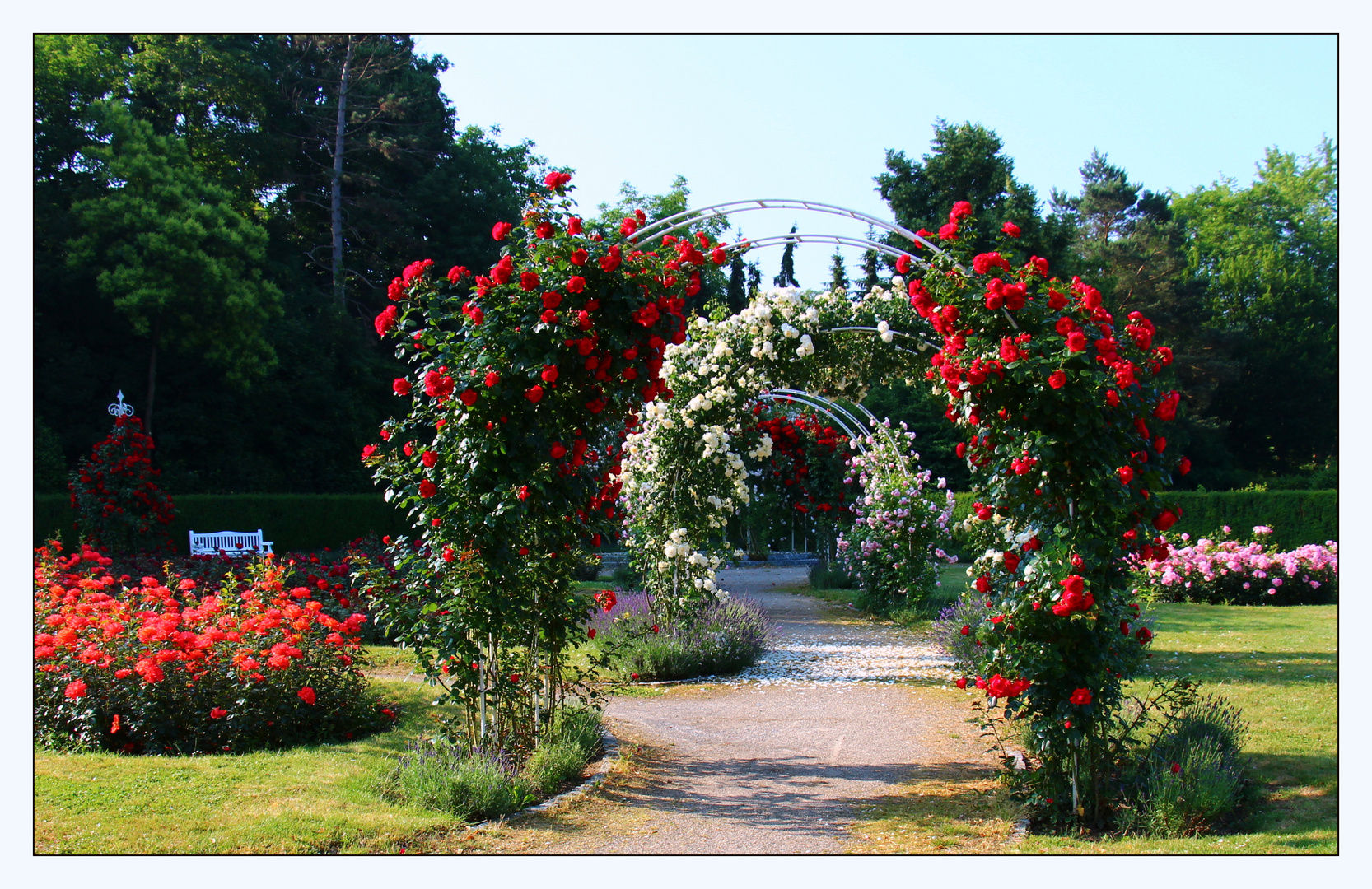 Rosen im Wertwiesenpark