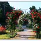 Rosen im Wertwiesenpark