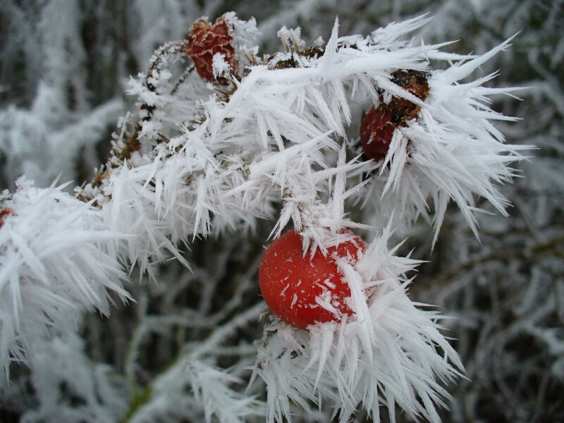 Rosen im Winter