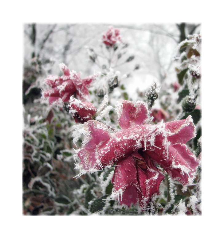 Rosen im Winter