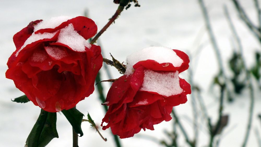 Rosen im Winter