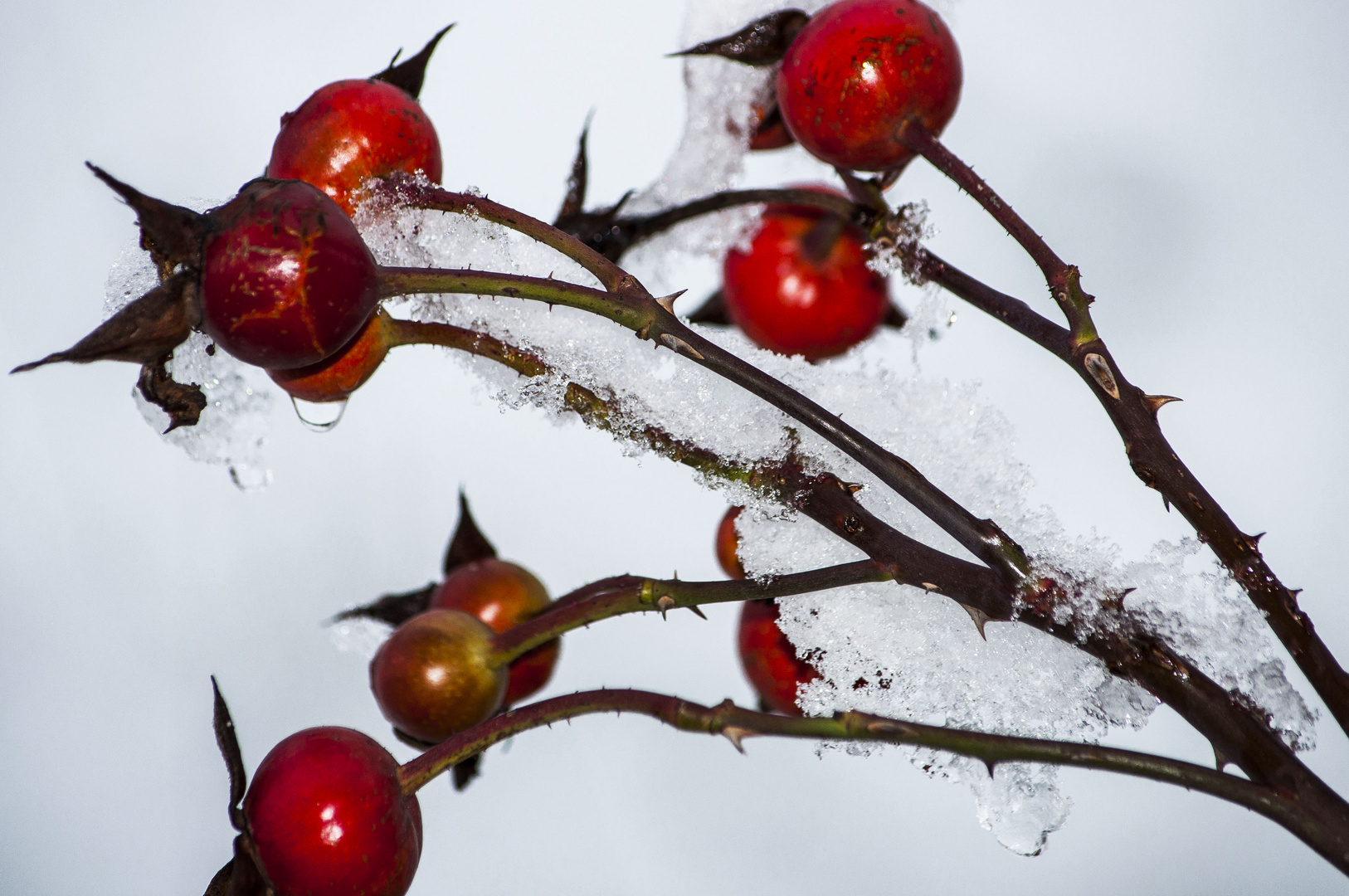 Rosen im Winterschlaf