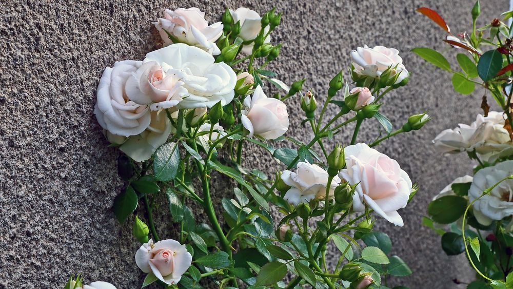 Rosen im zweiten Flor an der Hauswand des Gartenhauses 25m2...