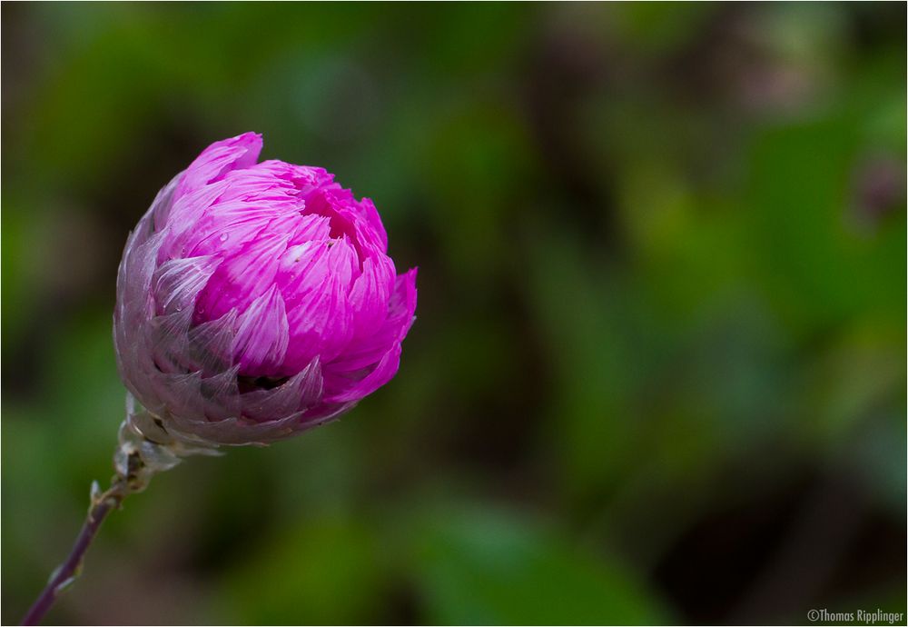 Rosen-Immortelle (Rhodanthe manglesii).