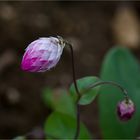 Rosen-Immortelle (Rhodanthe manglesii)..