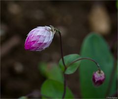 Rosen-Immortelle (Rhodanthe manglesii)..