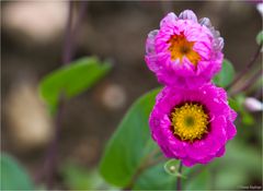 Rosen-Immortelle (Rhodanthe manglesii)