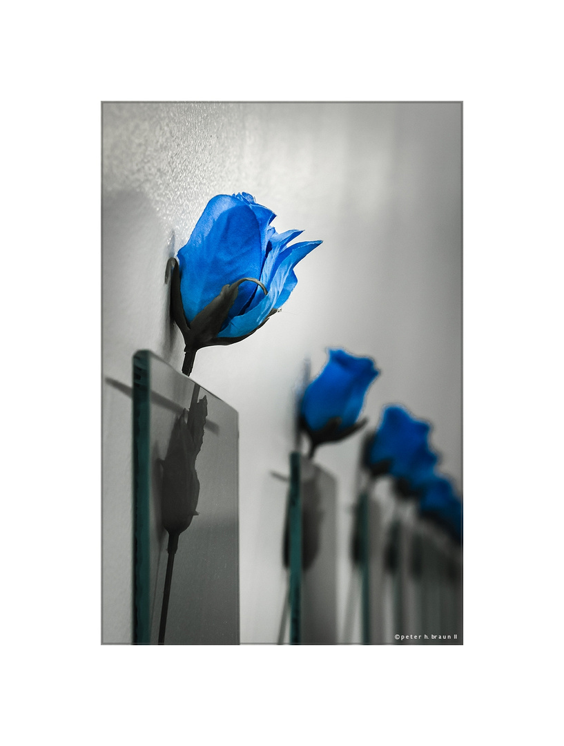 Rosen in blau