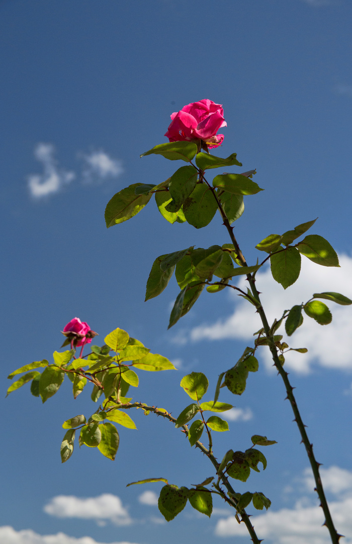 Rosen in den Wolken...