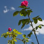 Rosen in den Wolken...