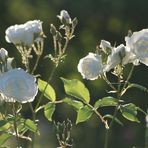 Rosen in der Abendsonne