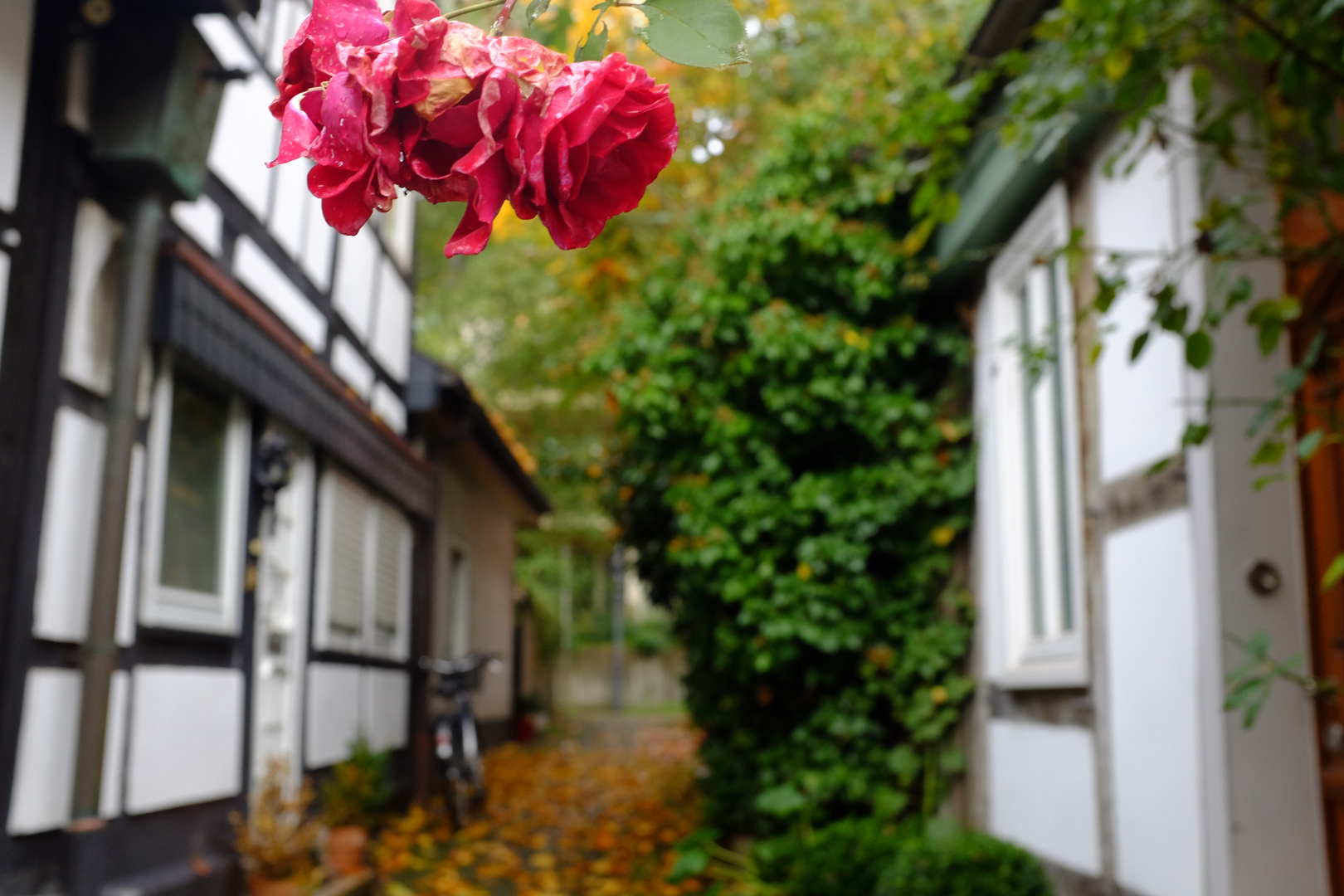 Rosen in der Altstadt