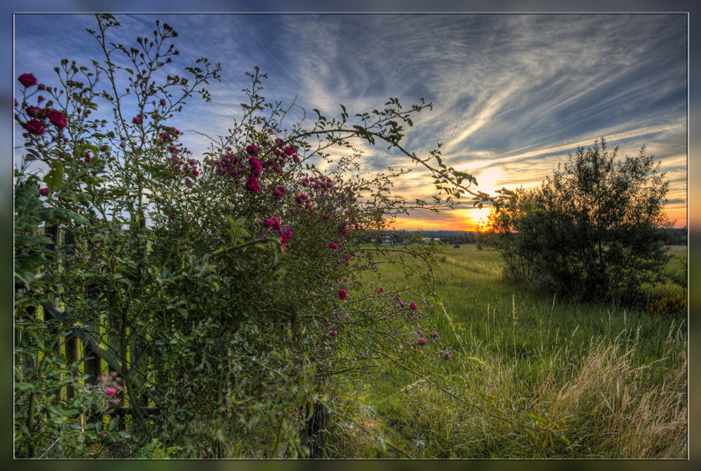 Rosen in der im Abendlicht