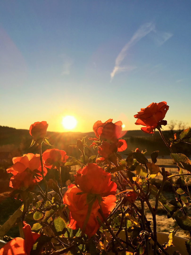 Rosen in der Morgensonne