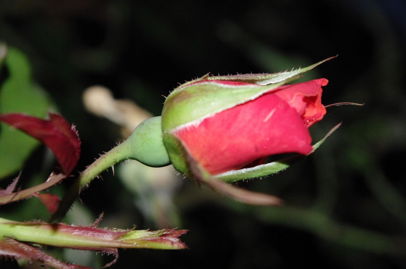 Rosen in der Nacht