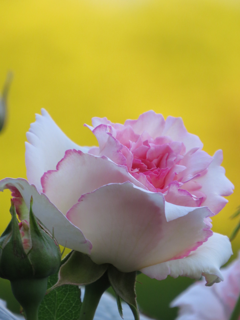 Rosen in der Sonne