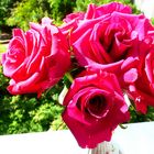 Rosen in ihrem schönsten Rot.
