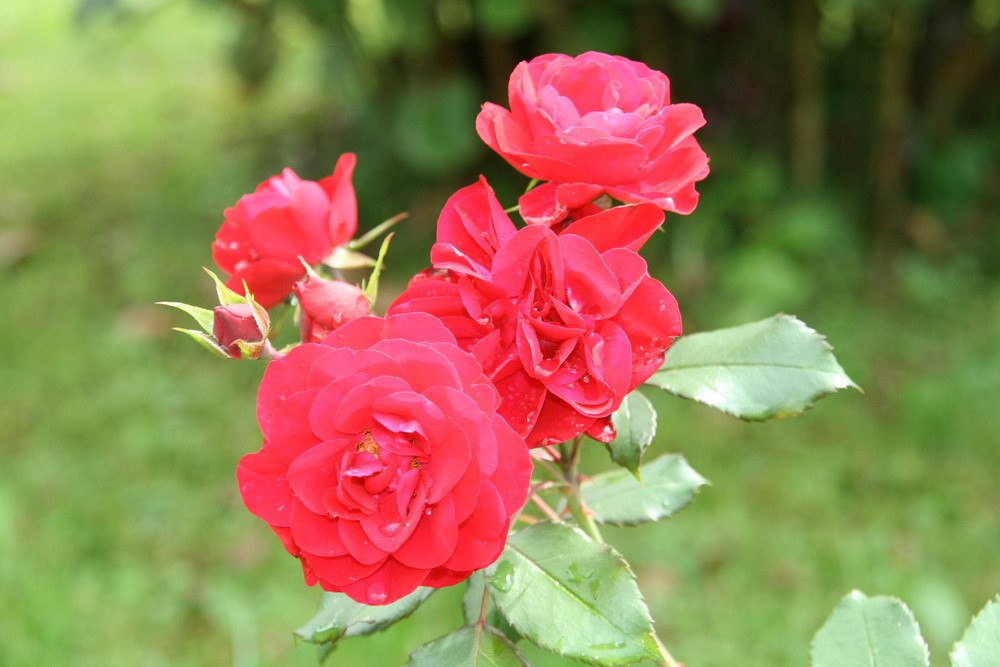 Rosen in Mama's Garten