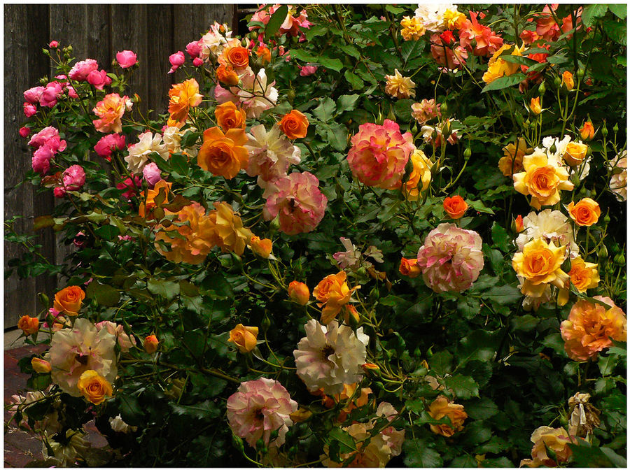 Rosen in meinem garten