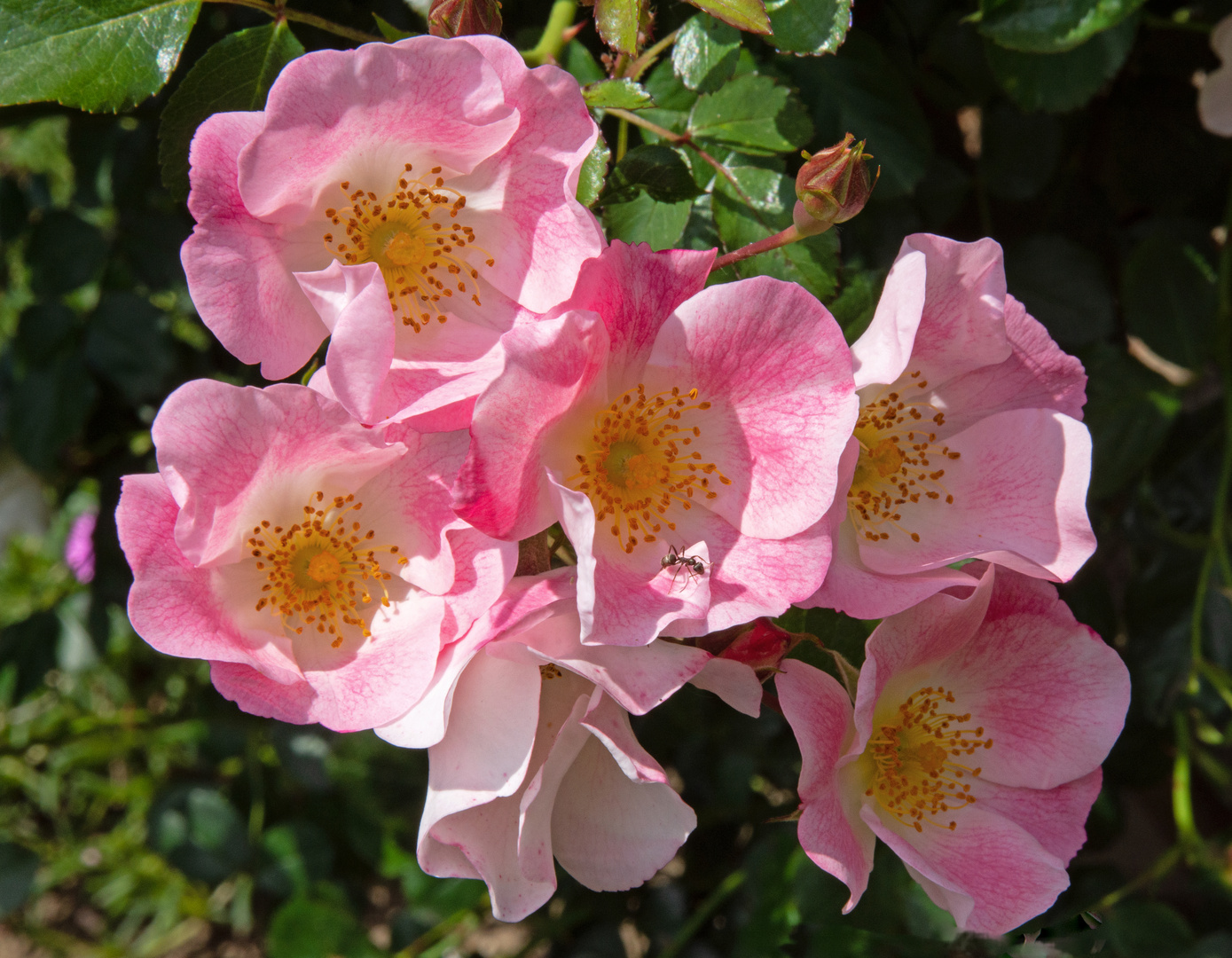 Rosen in meinem Garten 3