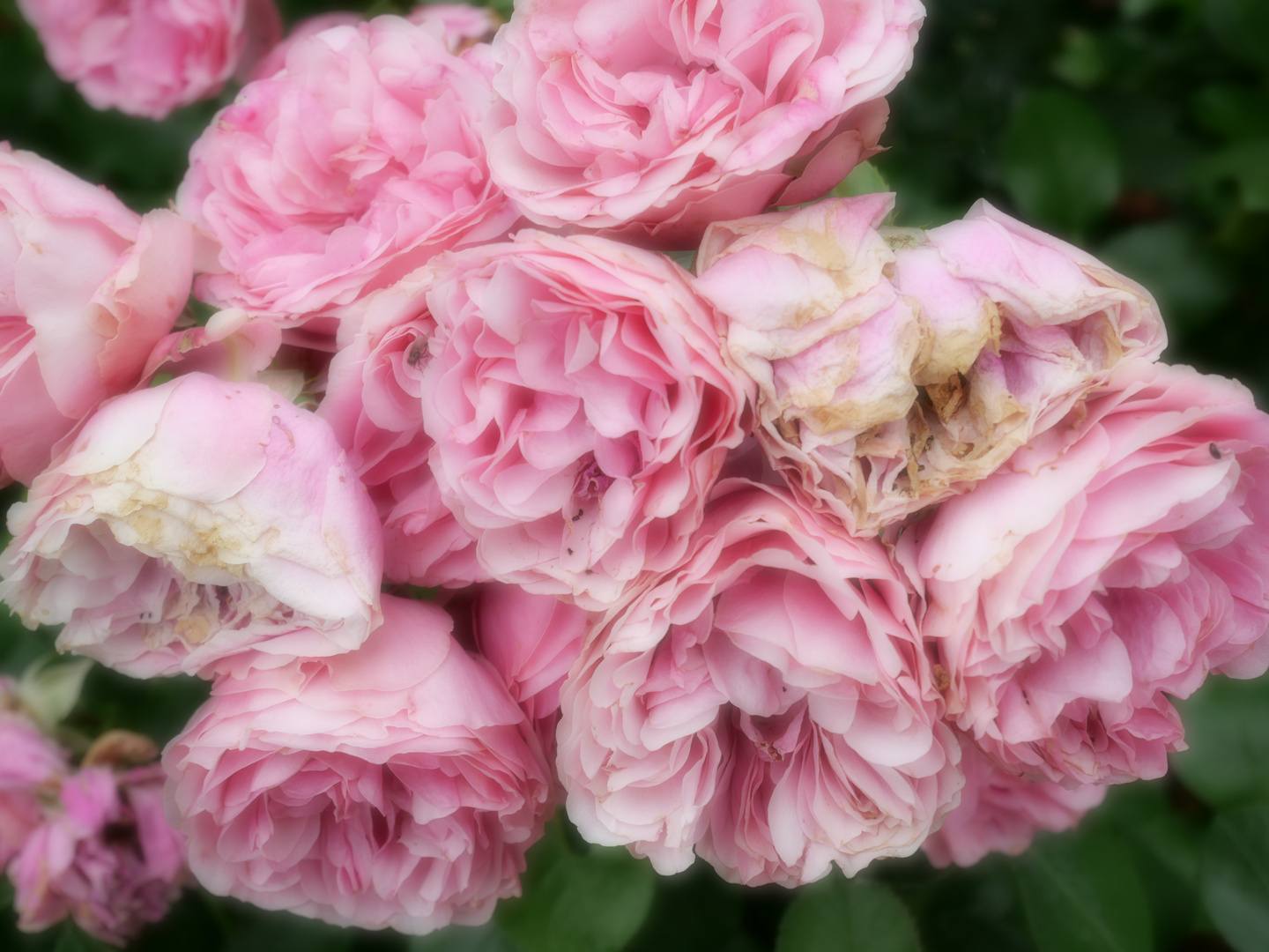 Rosen in meinem Garten